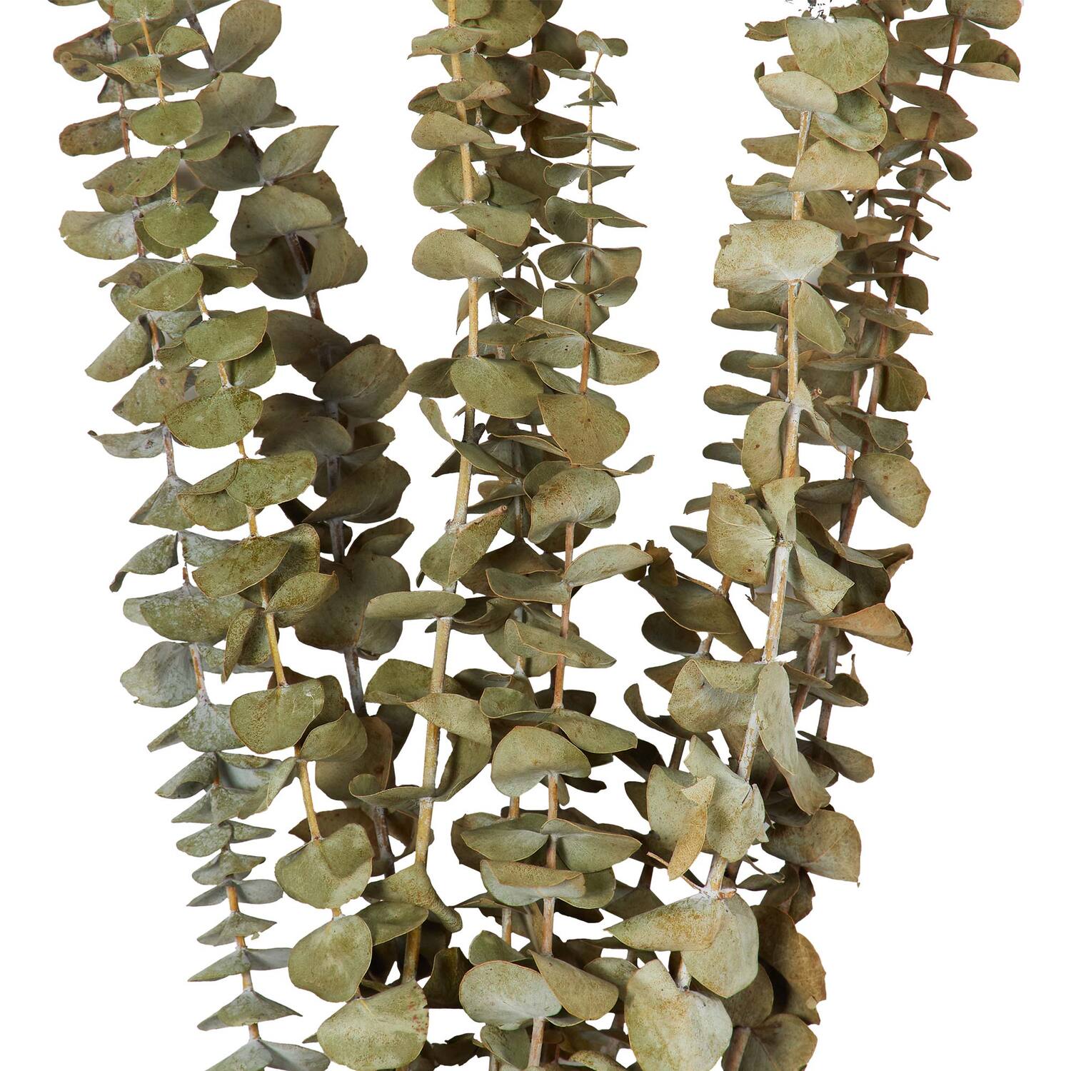 Dried Eucalyptus Bouquet - Green Image 3