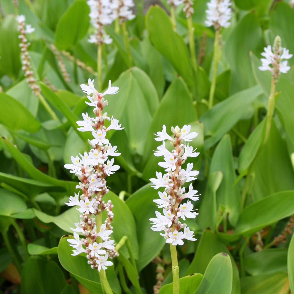 Thompson and Morgan Pontederia Cordata Alba Plant Pot 9cm Image 3
