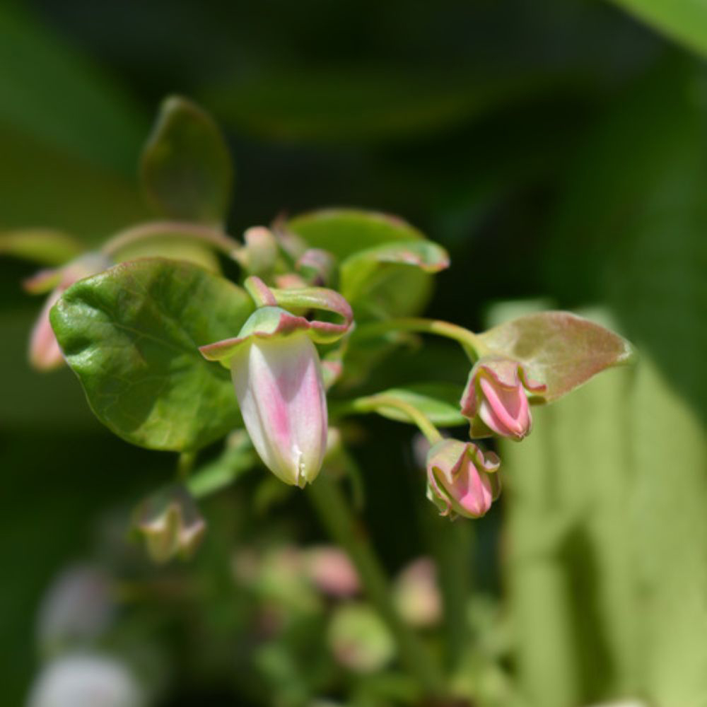 Thompson and Morgan Vaccinium Blueberry Corymbosum Jersey Plant in Pot 15cm Image 2