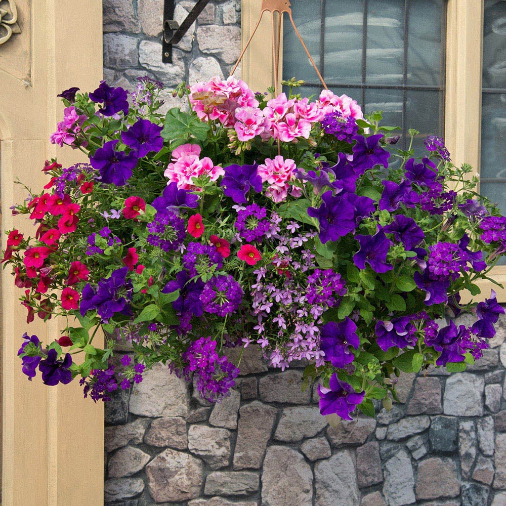 YouGarden Preplanted Summer Sensation Hanging Basket 25cm 2 Pack Image 1