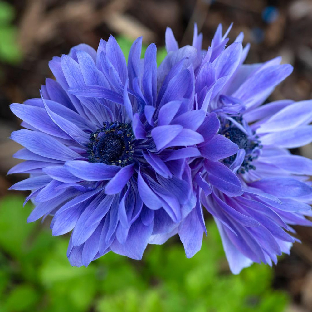 Thompson and Morgan Anemone Lord Lieutenant Planting Bulb 20 Pack Image