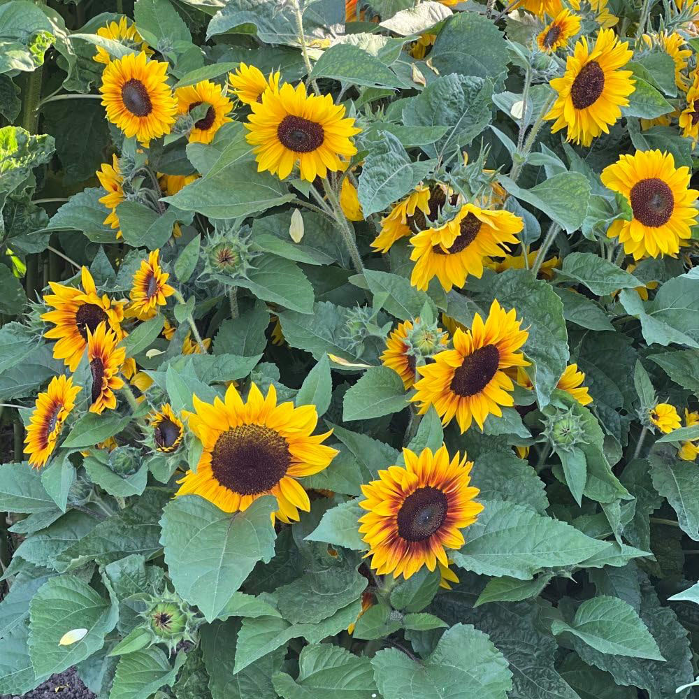 Thompson & Morgan Sunflower Orange Mahogany F1 10 Seeds Packet Image 2