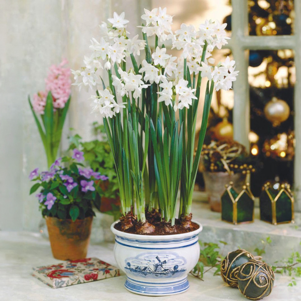 Thompson and Morgan Christmas Gift Narcissus Paperwhites Plant Pot 12cm Image 1
