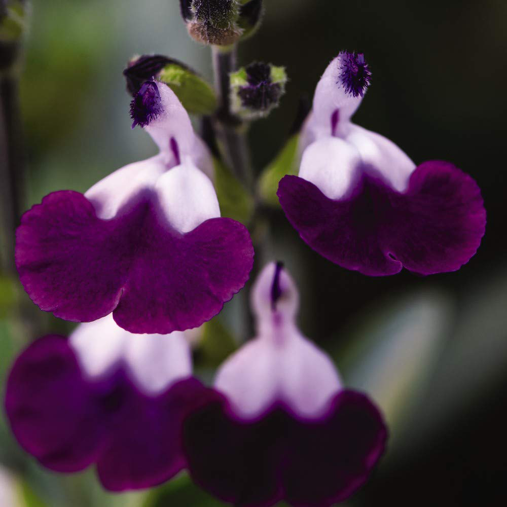 Thompson and Morgan Salvia Lips Collection Plant in Pot 9cm 3 Pack Image 3