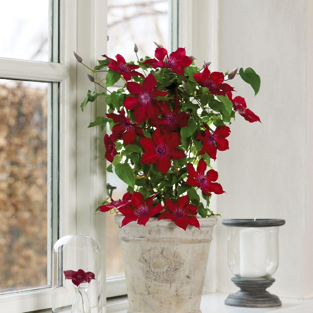 Thompson and Morgan Clematis Boulevard Nubia Plant Pot 10.5cm 3 Pack Image 2