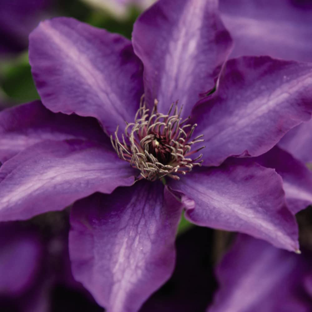 Thompson and Morgan Clematis The President Plant Pot 1.7L Image 1