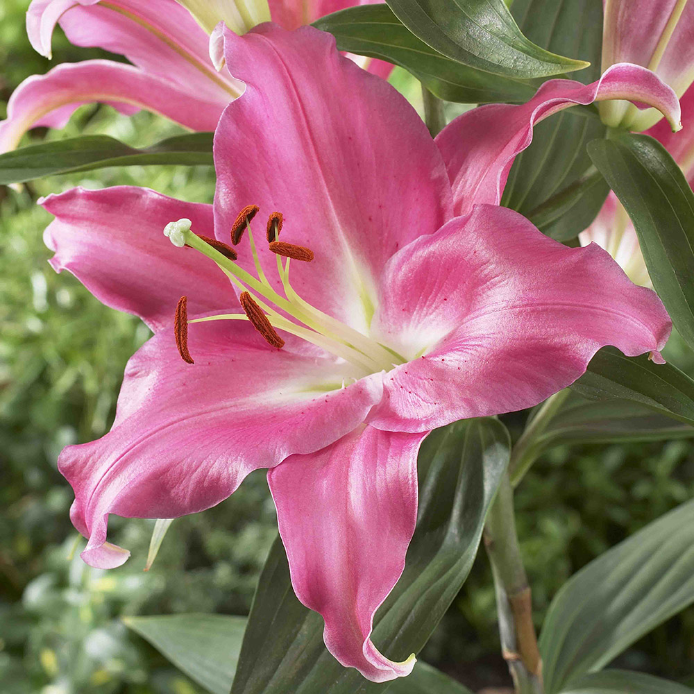 YouGarden Amarossi Skyscraper Lily Bulb 3 Pack Image 1