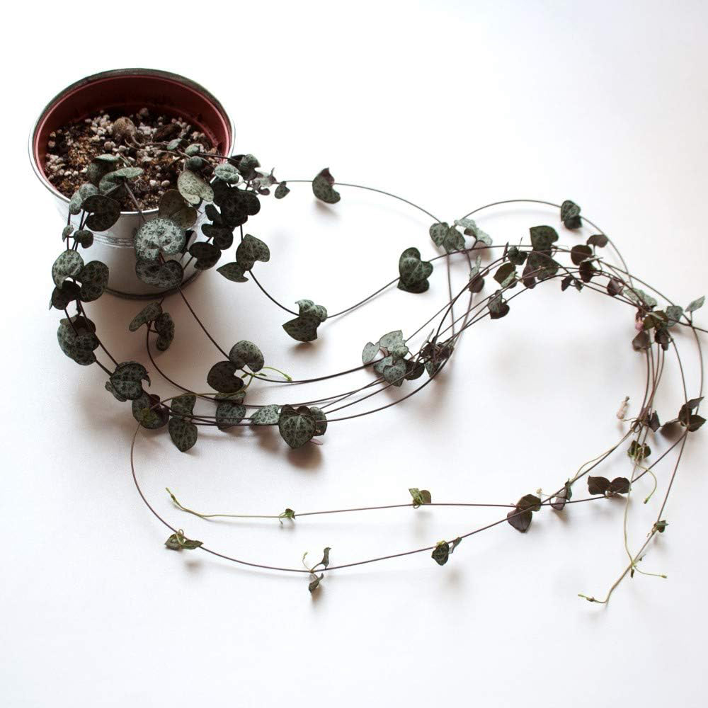 Thompson & Morgan String of Hearts Ceropegia Woodii Potted Plant 8cm 3 Pack Image 4