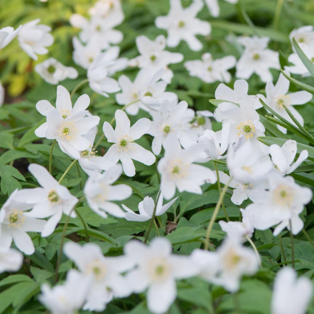 Thompson and Morgan Anemone Nemerosa Rhizomes Bare Root 30 Pack Image 2