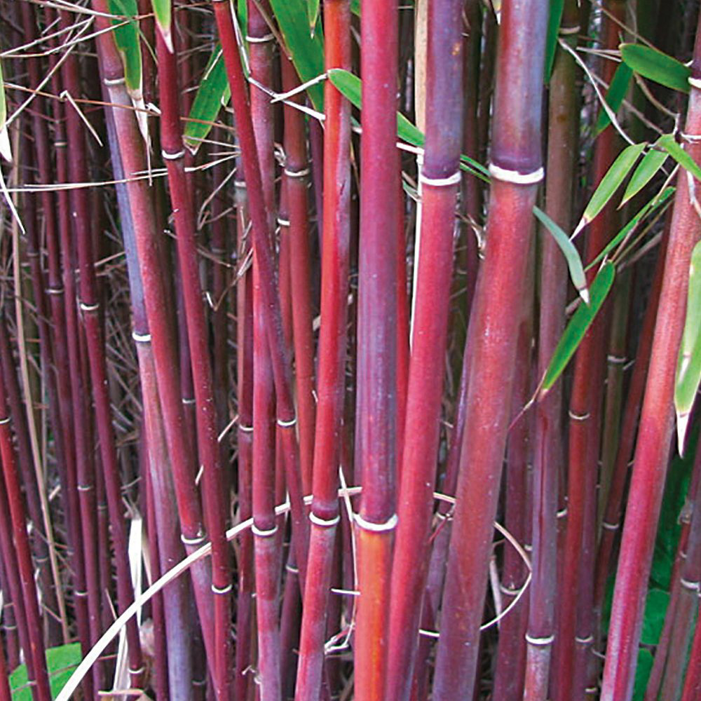 Thompson and Morgan Fargesia Asian Wonder Plant Pot 9cm 2 Pack Image 1