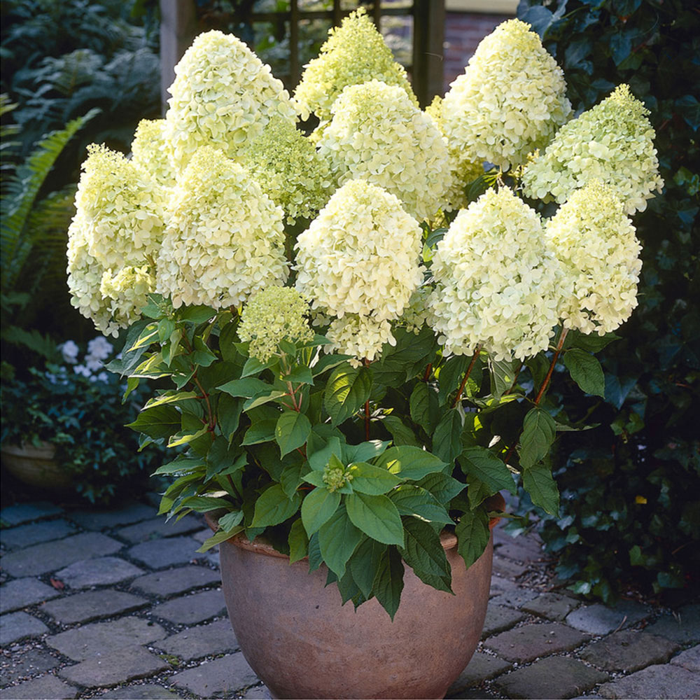 wilko Hydrangea Paniculata Limelight Plant Pot Image 2