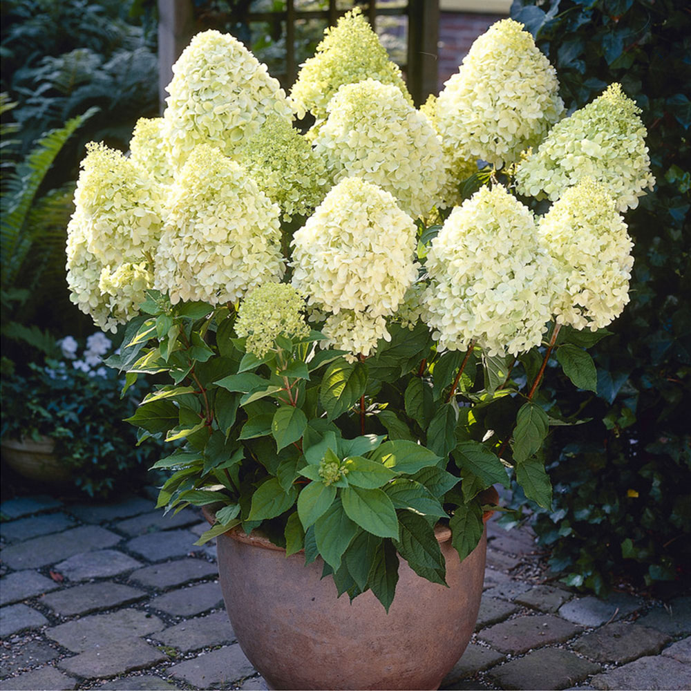 YouGarden Hydrangea Paniculata Limelight Plant Pot Image 2