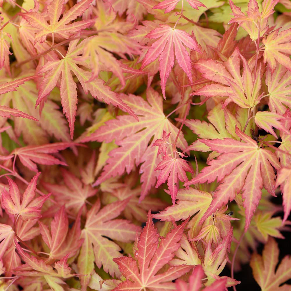 Thompson and Morgan Acer palmatum Orange Dream Plant Pot 3L 2 Pack Image 3