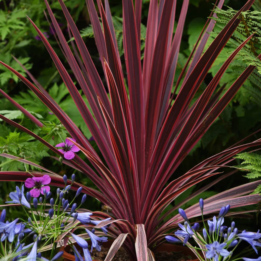 Thompson and Morgan Cordyline Torbay Red Plant Pot 9cm 3 Pack Image 1