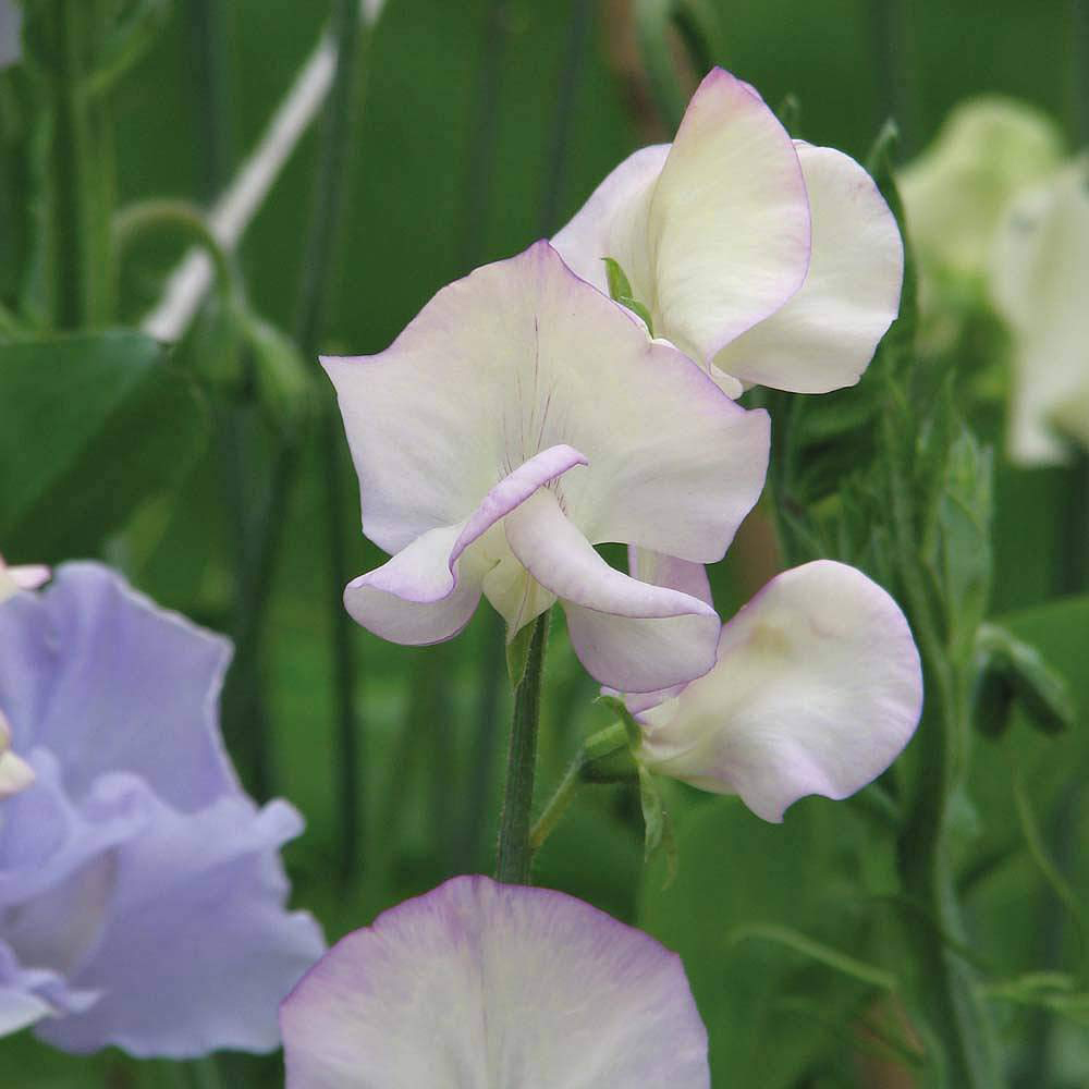 Thompson & Morgan Sweet Pea Hi Scent Seed Packet Image 1
