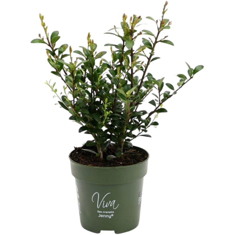 Ilex Crenata Jenny Evergreen Shrub Image 2