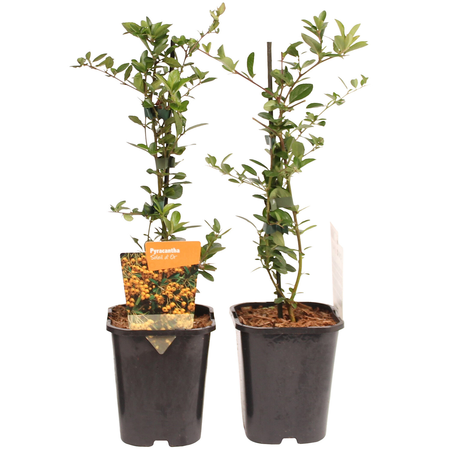 Pyracantha Soleil DOr - Yellow Image