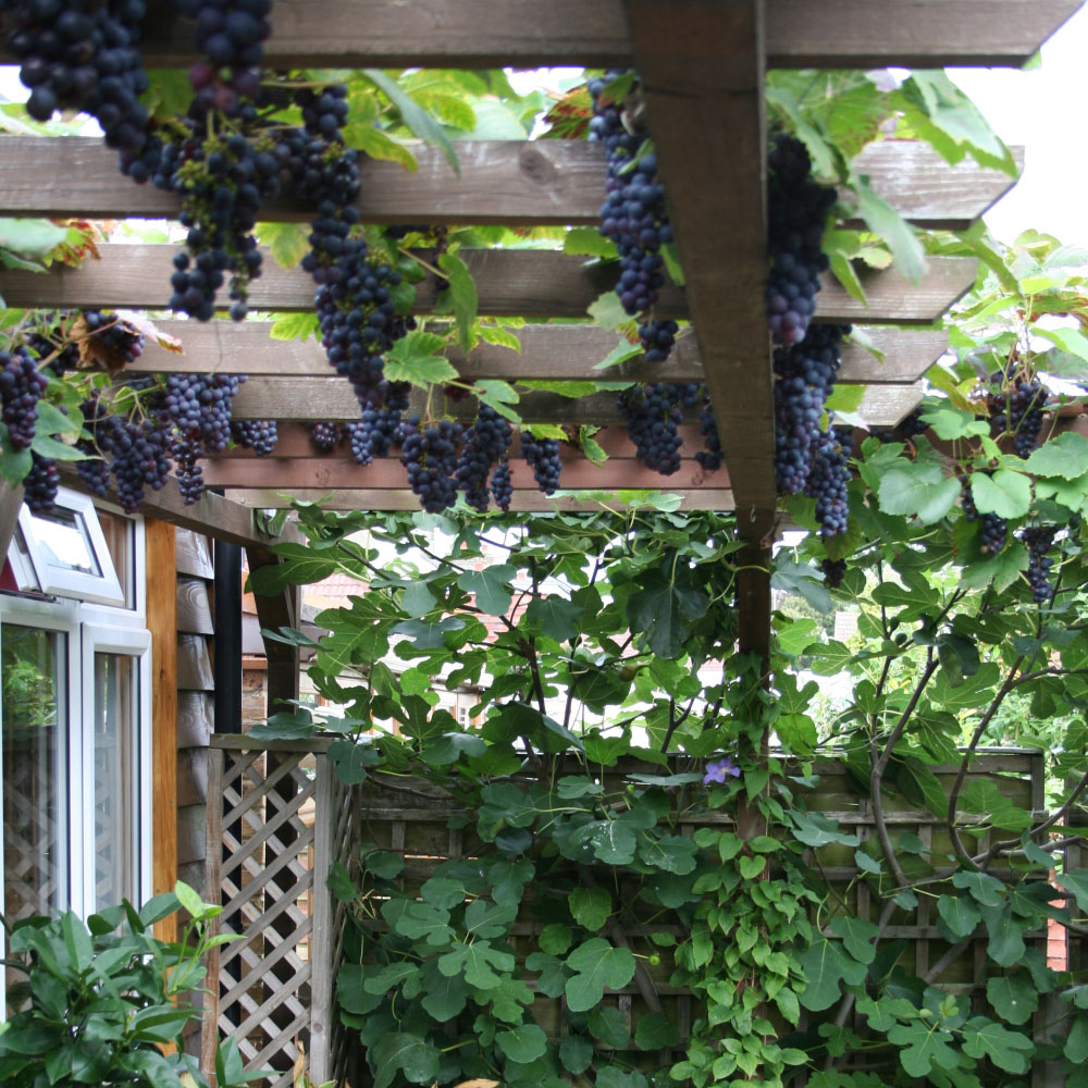 Thompson and Morgan Grape Vitis Dornfelder Boksoop Glory Plant Pot 2L Image 2