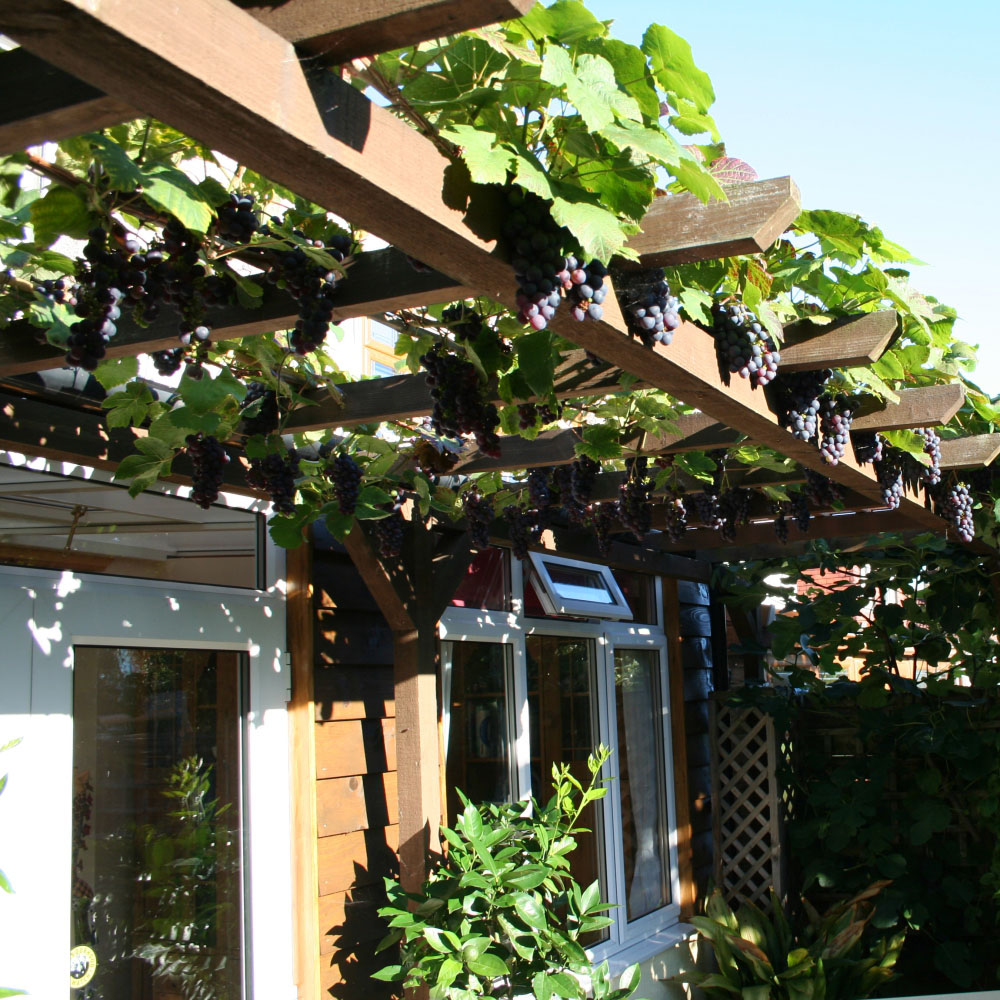 Thompson and Morgan Grape Vitis Dornfelder Boksoop Glory Plant Pot 2L Image 4