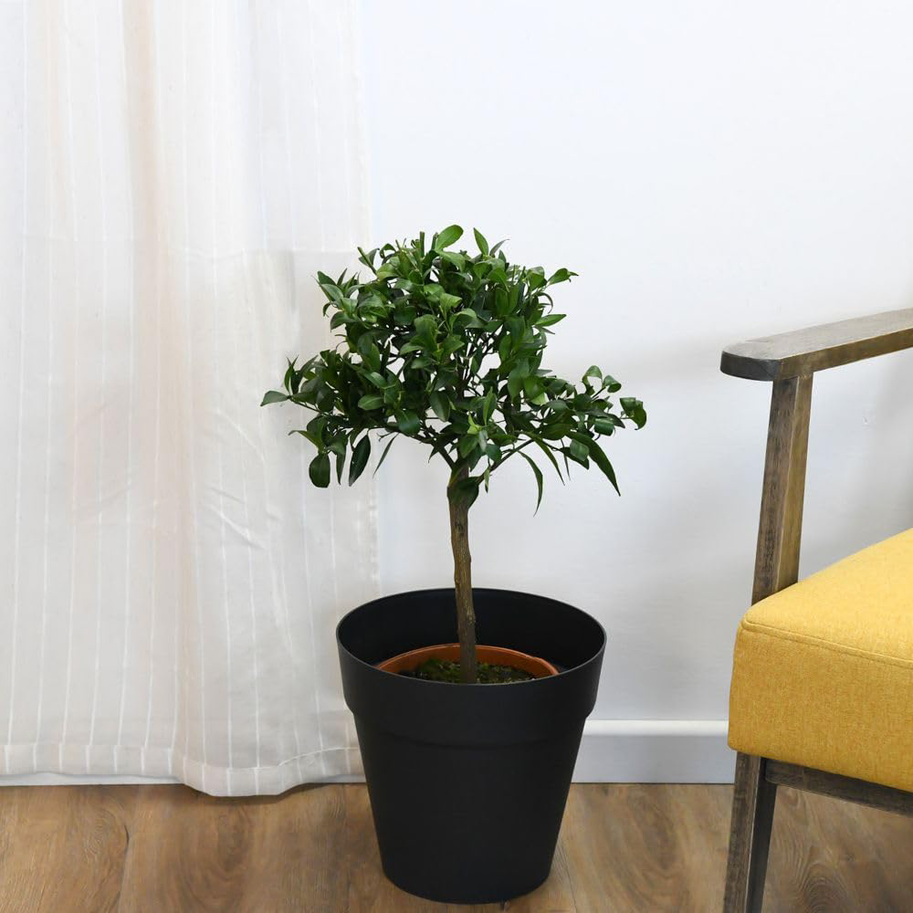 Thompson and Morgan Citrus Tree Mandarin Plant Pot 5L 2 Pack Image 5