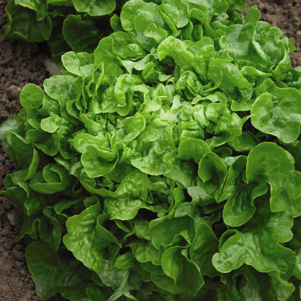 Thompson & Morgan Lettuce Salad Bowl Seeds Image 2