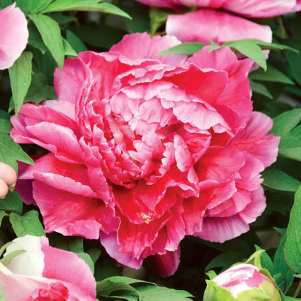 YouGarden Peony Collection Bare Roots 3 Pack Image 4