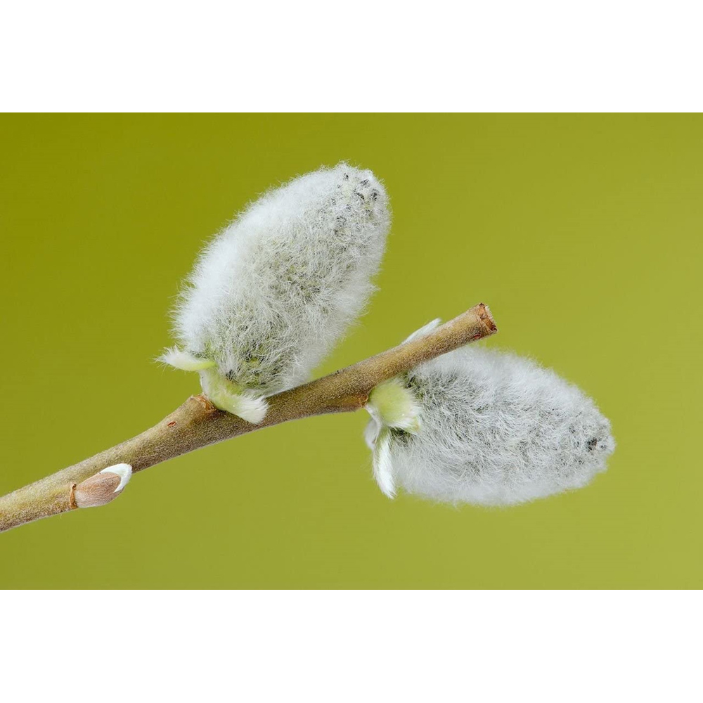 Inspirational Gifting White Willow Bare Root Hedge Plant Saplings 3-4ft 10 Pack Image 4