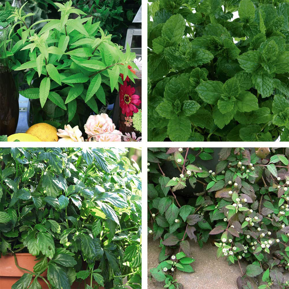 Thompson & Morgan Vegetable Herb Botanical Infusions Collection Plant 4 Pack Image
