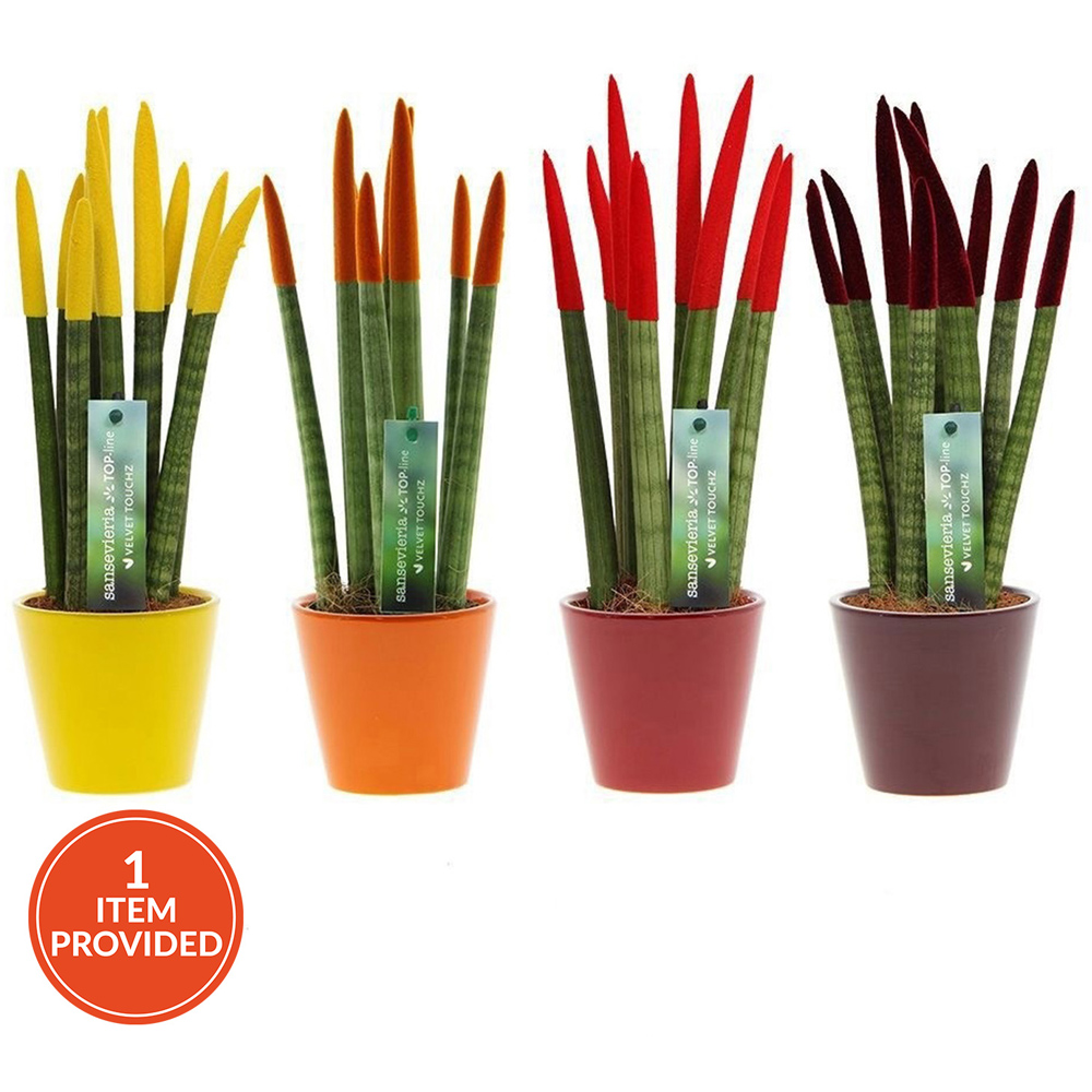 Sansevieria Velvet in Ceramic Pot Image 1