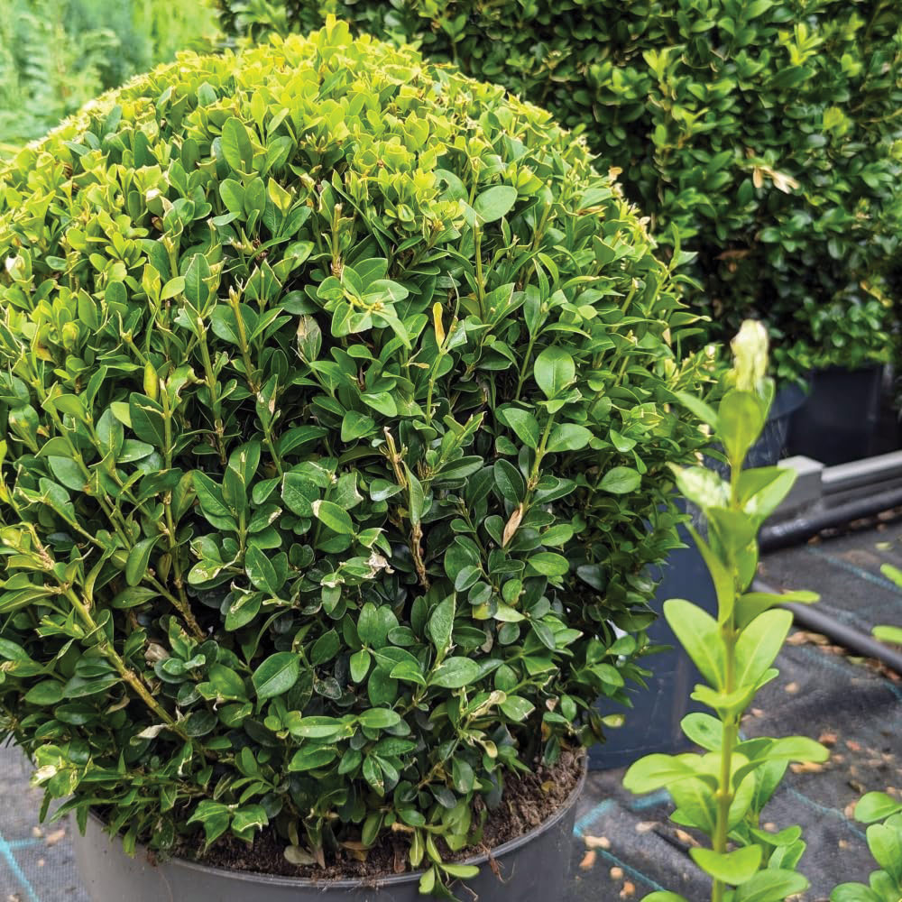 Thompson & Morgan Dark Green Ilex Crenata Bush Plant Pot 3L Image 3