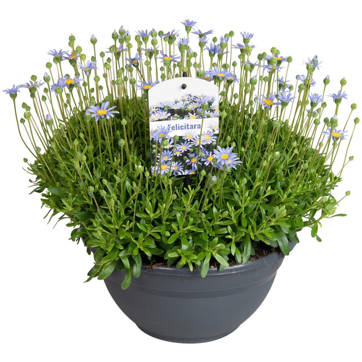 Felicia Felicitara Plant in Bowl Blue Image