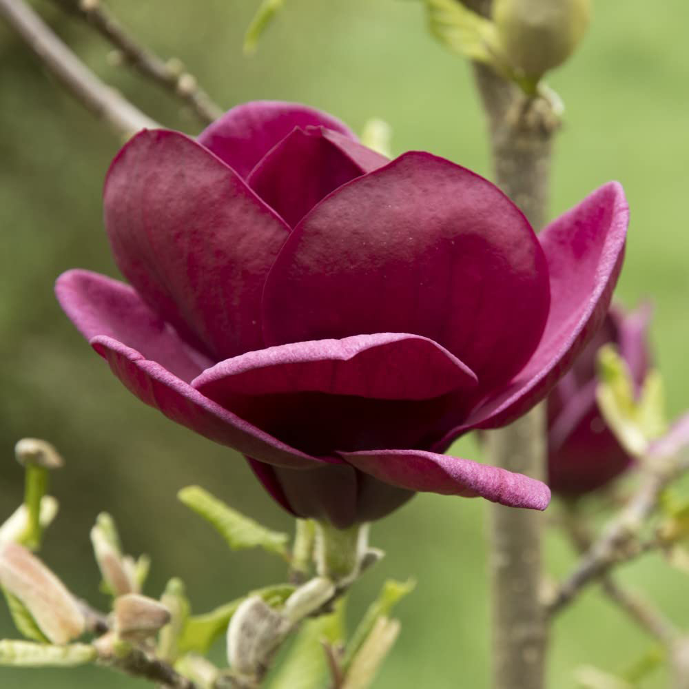 Thompson and Morgan Magnolia Genie Plant Pot 9cm 2 Pack Image 4