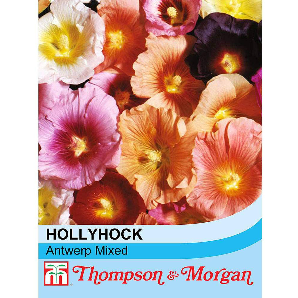 Thompson & Morgan Hollyhock Antwerp Mixed Seeds Image 2