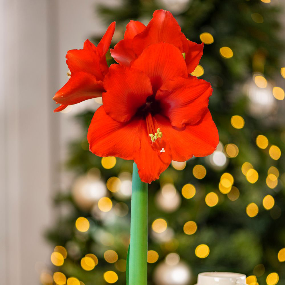 Thompson and Morgan Christmas Gift Porcelain Stag Amaryllis in Touch of Wax Image 3