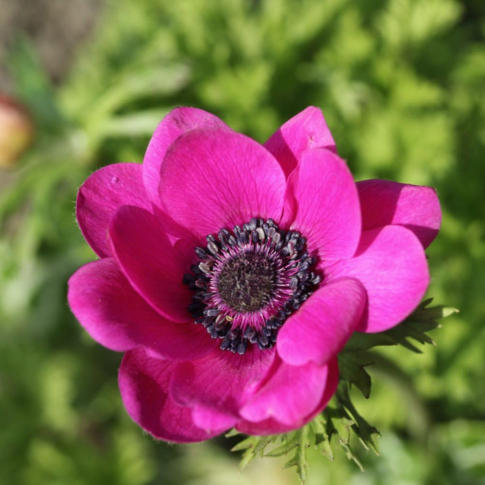 Thompson and Morgan Anemone Rainbow Collection Planting Bulb 350 Pack Image 3