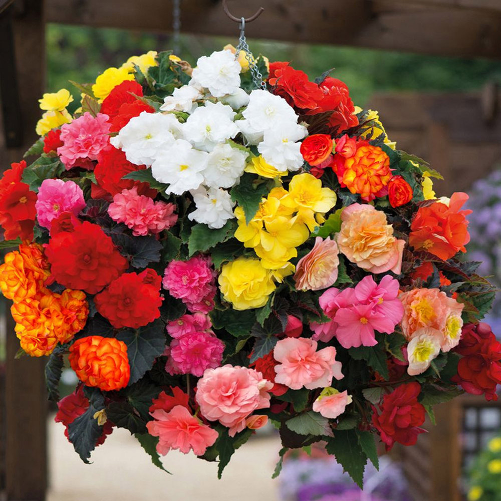 Thompson & Morgan Begonia Nonstop Mixed Tuber 10 Pack Image 1