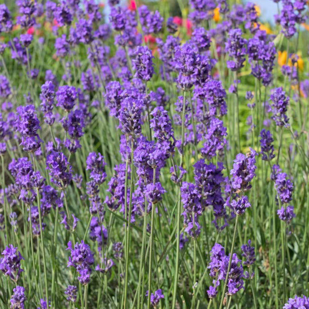 Thompson and Morgan Lavender Angustifolia Munstead Plant Pot 9cm 2 Pack Image 6