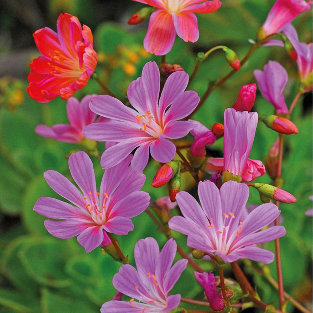 Thompson and Morgan Lewisia Elise Mixed Plant Plugs 24 Pack Image 5