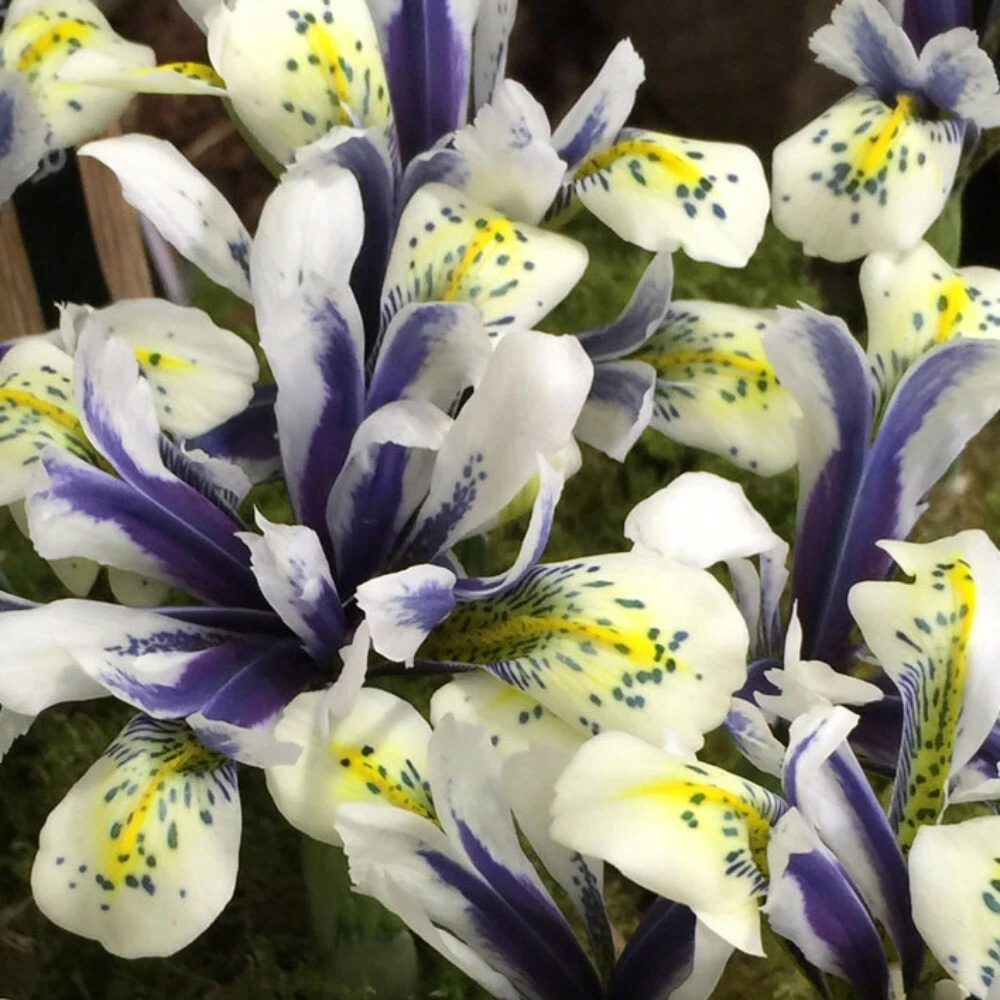 Thompson and Morgan Iris Eyecatcher Spring Planting Bulb 8 Pack Image 1