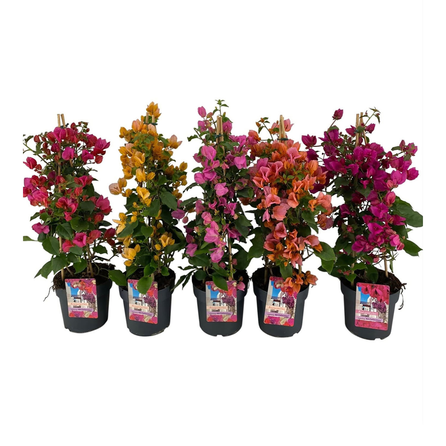 Bougainvillea Pyramid 19cm - Multicolour Image
