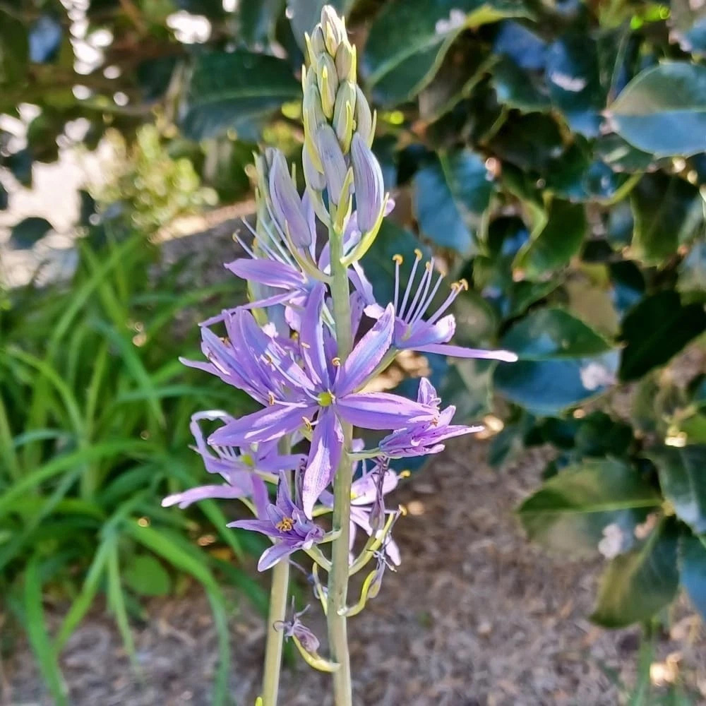 Thompson and Morgan Camassia Leichtlinii Caerulea Planting Bulb 6 Pack Image 1