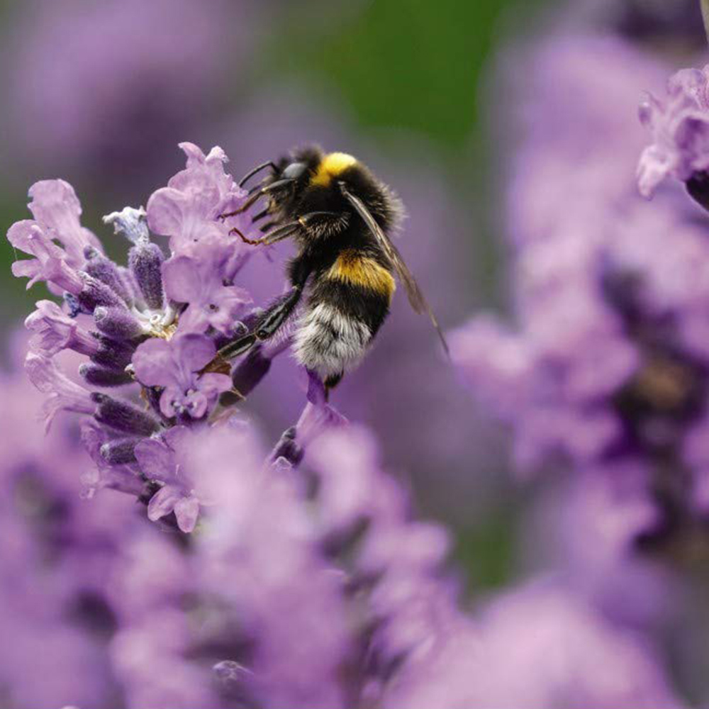Thompson and Morgan Lavandula Lavender Angustifolia Munstead Plant Pot 9cm 5 Pack Image 5
