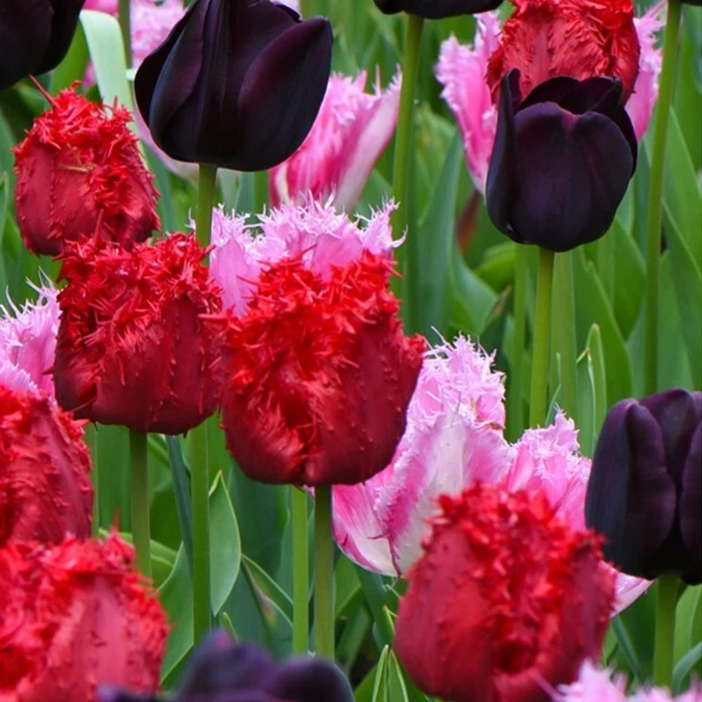 Thompson and Morgan Tulip Berry Sorbet Mixed Planting Bulb 32 Pack Image 1