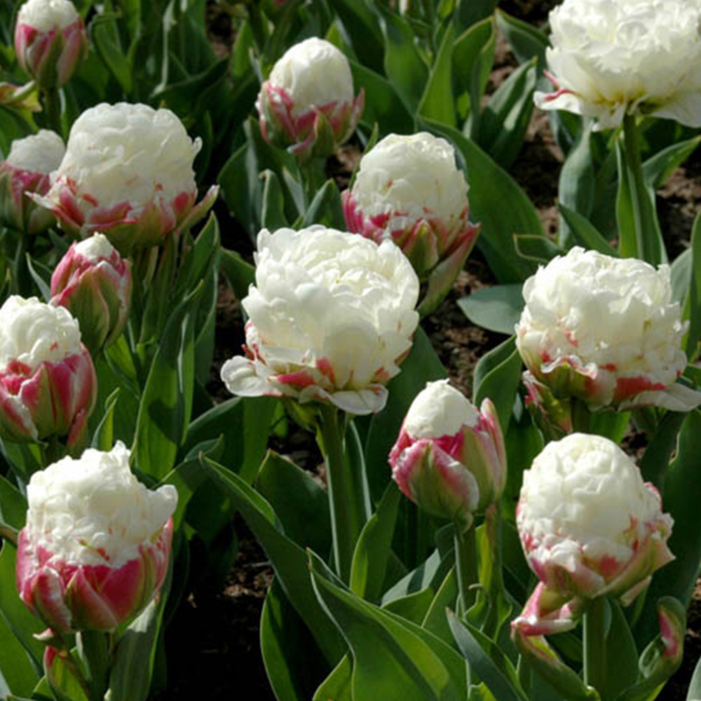 wilko Tulip Ice Cream Planting Bulb 10 Pack Image 2