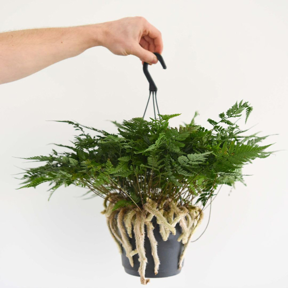 Thompson & Morgan Humata Griffithiana Var Tyermannii Plant Pot 13cm 2 Pack Image 3