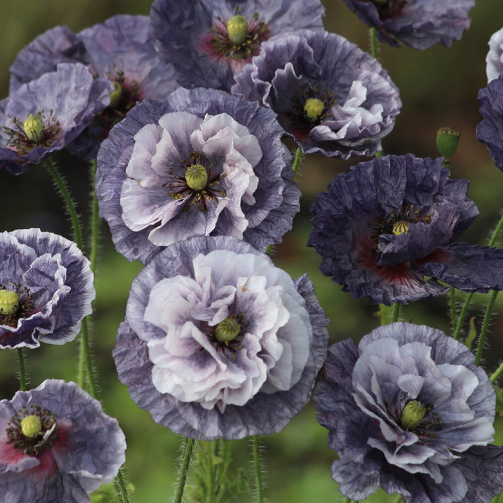 Pack of Poppy Amazing Grey Flower Seeds Image 2