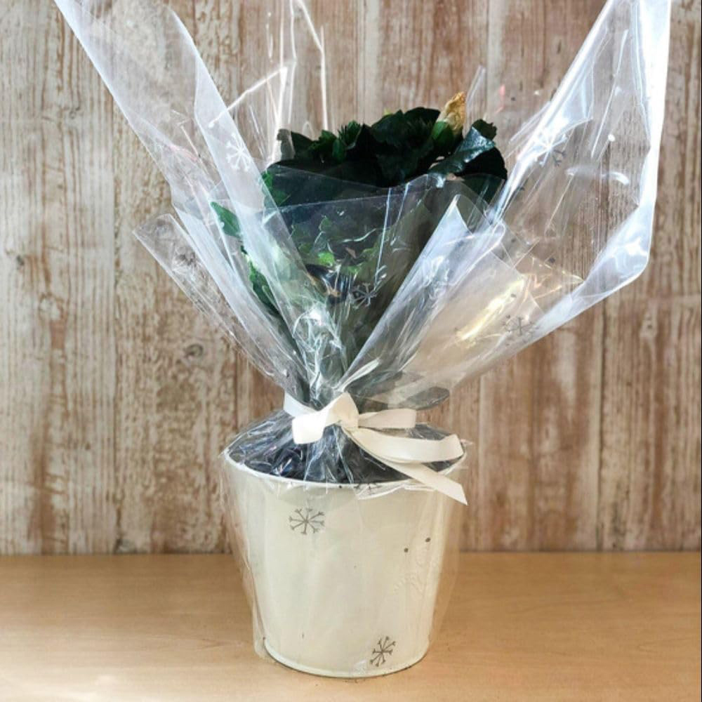 Thompson and Morgan Christmas Gift Hibiscus Adonicus Pearl Plant Pot 13cm Image 4