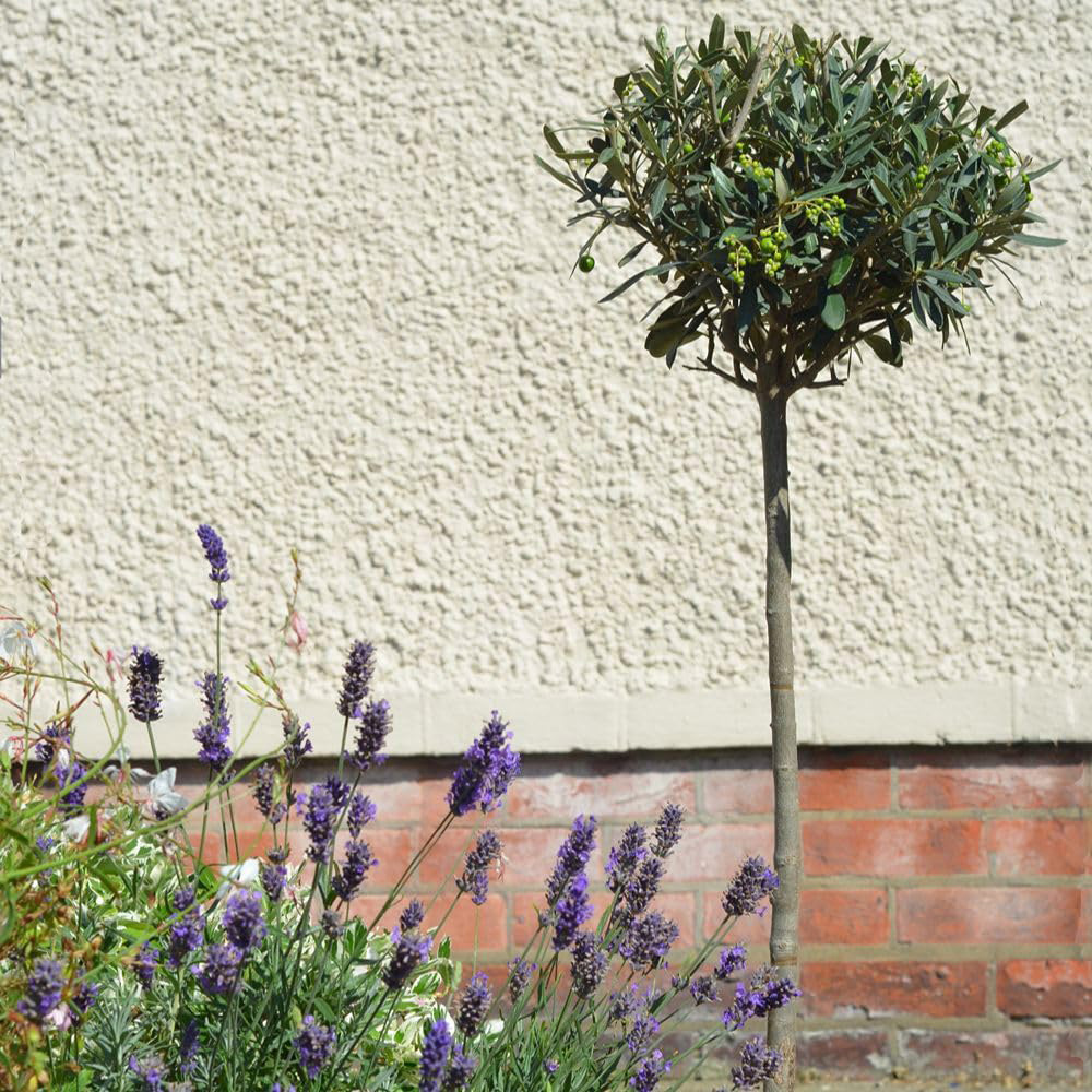 Thompson and Morgan Olea Olive Europaea Standard 80-90cm Stem Plant Pot 18cm Image 4