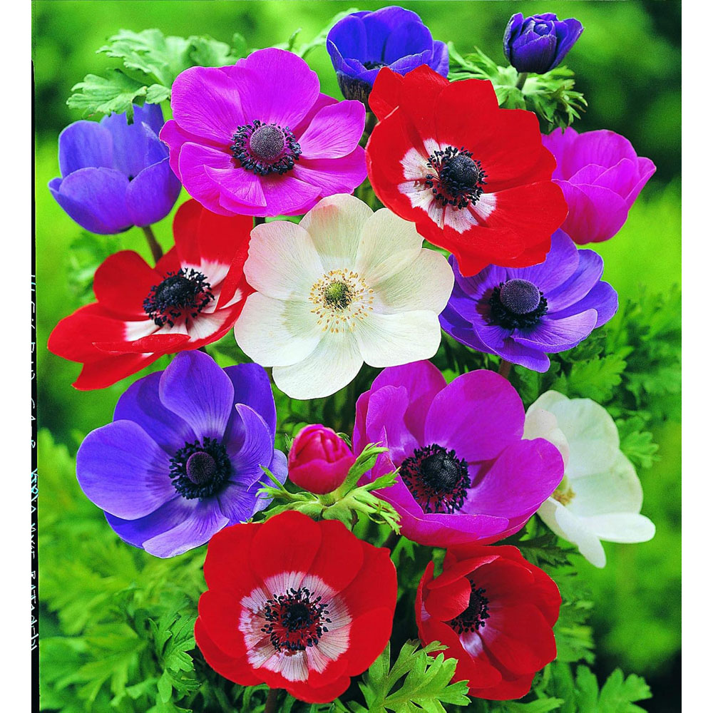 Thompson and Morgan Crazy Colour Collection Bulbs 100 Pack Image 2