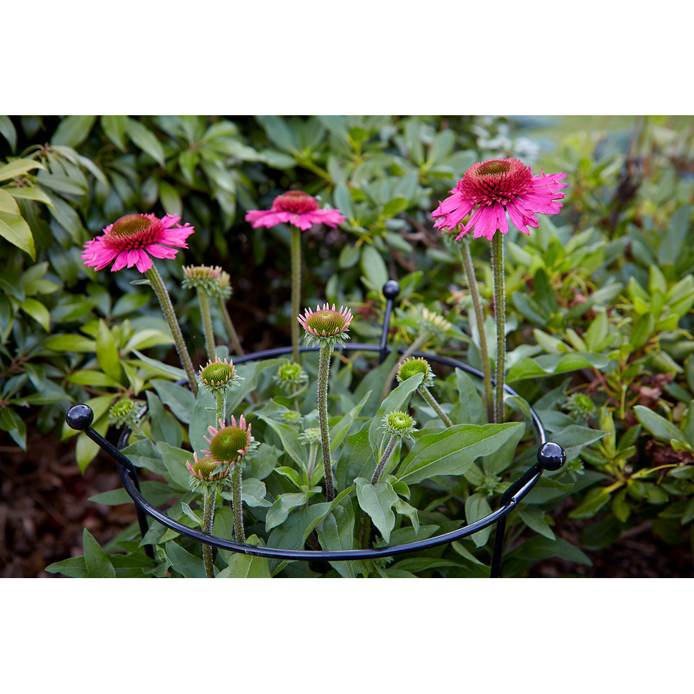 Samuel Alexander Black Metal Herbaceous Plant Support 80 x 45cm Image 3